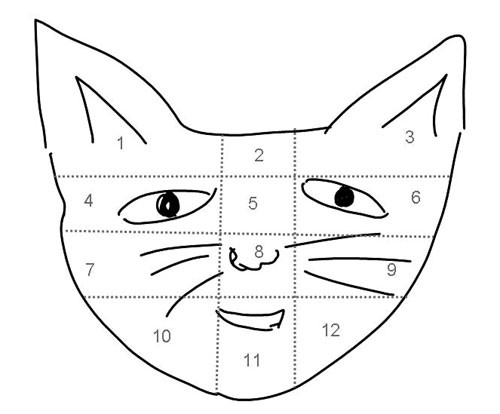 Drawing of the face of a cat with lines dividing it into twelve regions