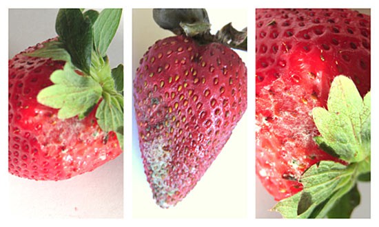 Three side-by-side photos of mold beginning to grow on a strawberry