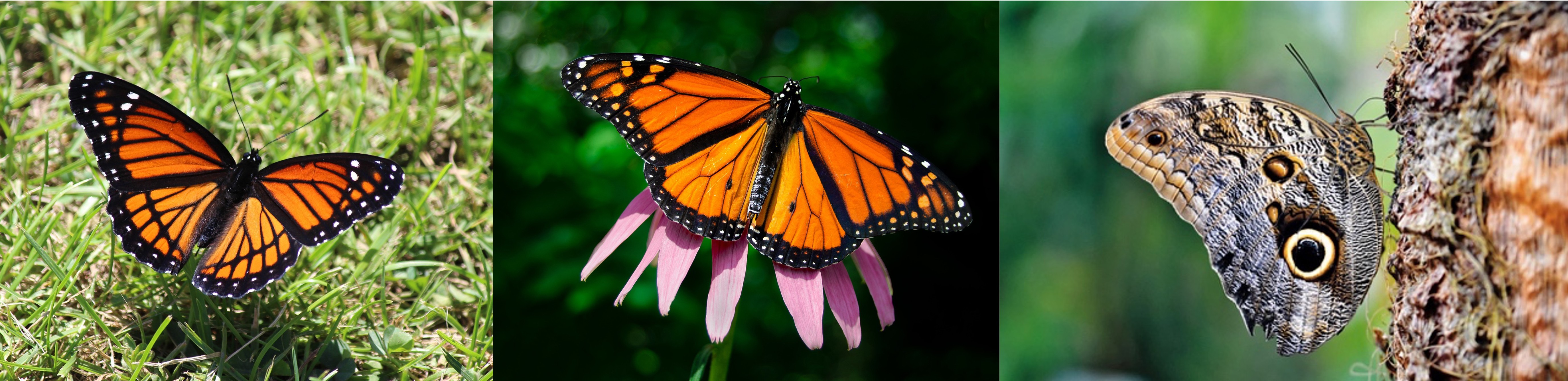 Examples of a Viceroy butterfly that mimics the Monarch butterfly an an owl butterfly that use mimicry to look like an owl's eyes