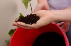 A bucket of fertilizer made from human waste  