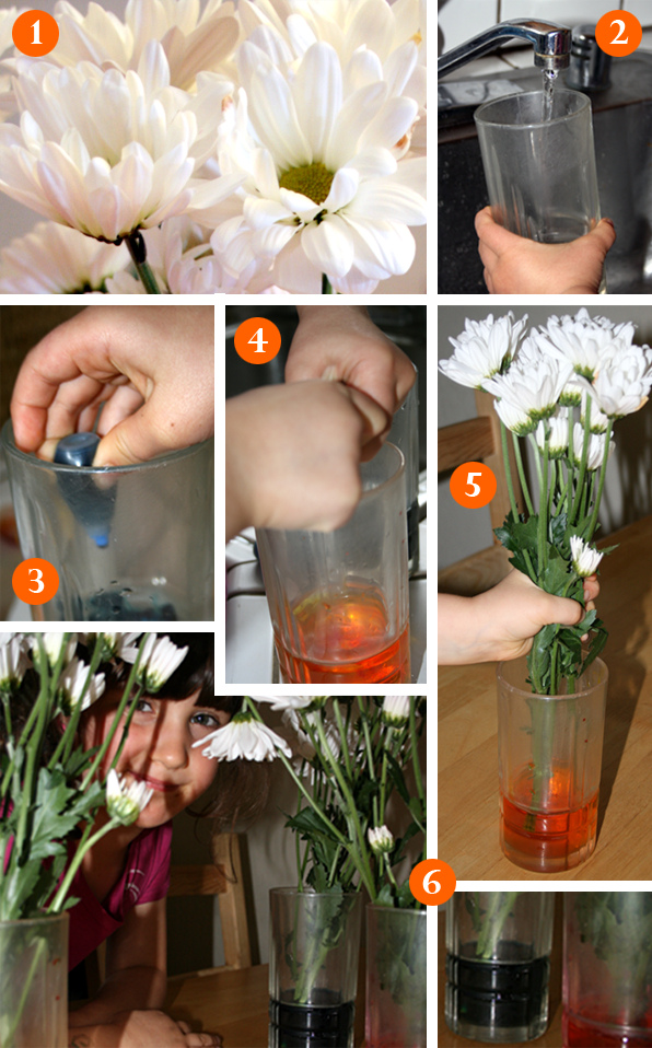 Photo collage of white carnations placed in two vases filled with orange and blue dyed water