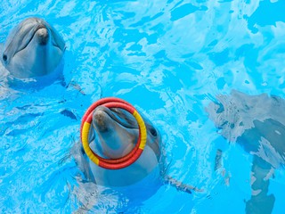 Dolphin playing with ring