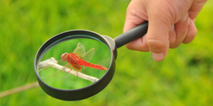 A dragonfly standing on top of a magnifying glass