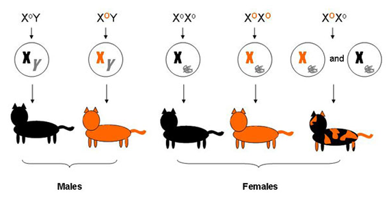 Diagram showing cat fur color genotype and phenotype