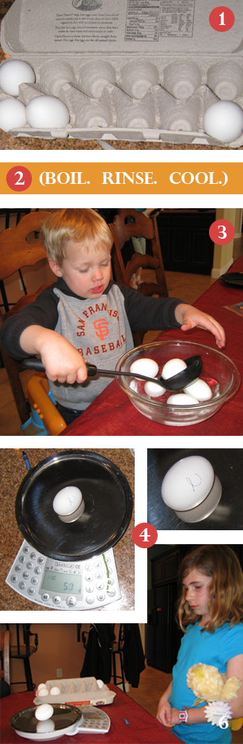 Family Science / Egg shell activity and experiment images
