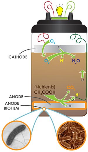 Diagram of a microbial fuel cell showing chemical reactions that generate an electric current