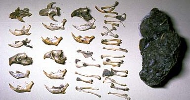 Bones of small animals neatly organized next to the owl pellet they were dissected from