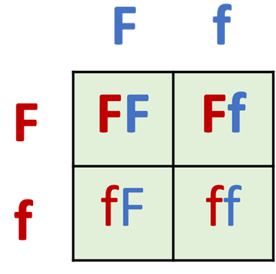 A Punnett square.