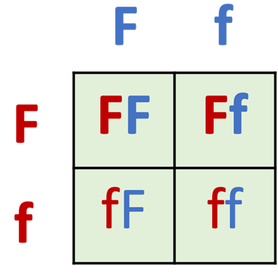  A Punnett square. 