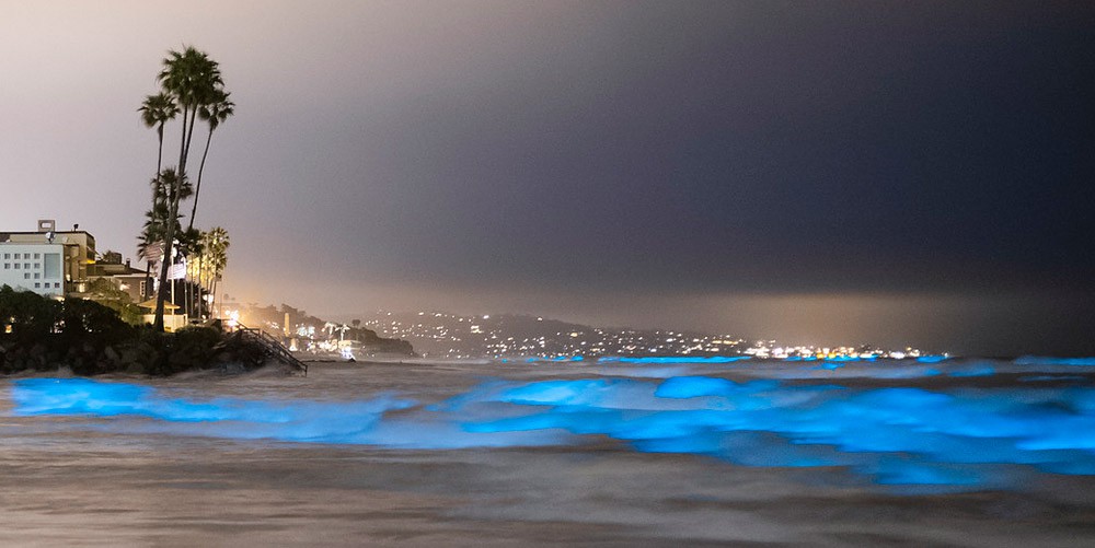 An ocean wave glows aqua blue at night  