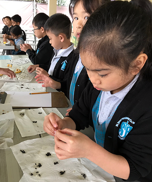 Students count fruit seeds at a table