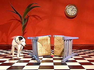 A dog walking around two chairs towards a treat