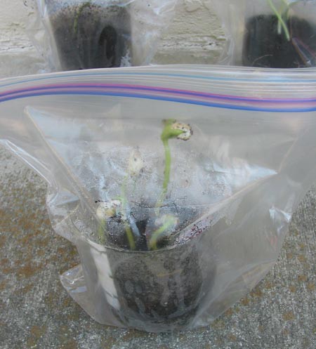 Potted plant grows inside of a plastic zip-top bag