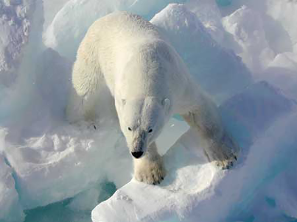 Polar bear on ice