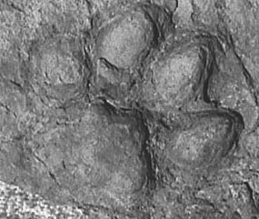 A casting of a large paw print