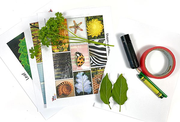 Materials needed for the the 'Design in Nature: Investigate the Branching Structure of Trees' lesson plan.