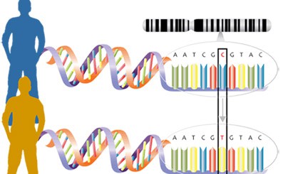 Dna mutations practice worksheet answers