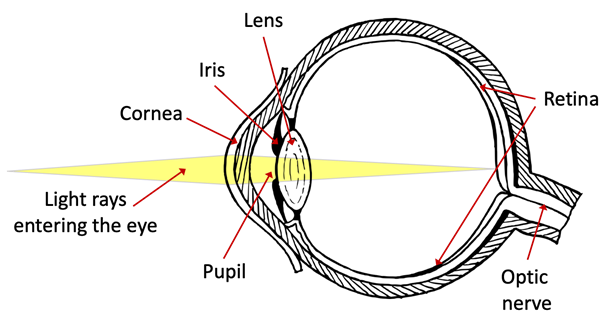  Schematic diagram of the eye anatomy showing how light enters the eye. The image shows the inside of the eye, including the cornea, iris, lens, pupil, retina, and optic nerve. 