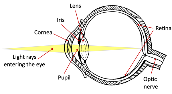 Schematic diagram of the eye anatomy showing how light enters the eye. The image shows the inside of the eye, including the cornea, iris, lens, pupil, retina, and optic nerve.