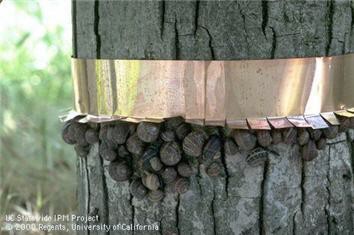 A cooper band wrapped around a tree and bent to stop snails from climbing