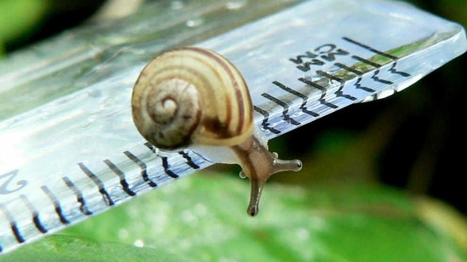 snail on ruler