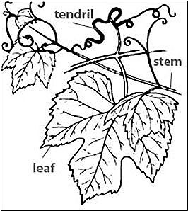 Diagram of a leaf on a stem with spiraling tendrils growing from the stem
