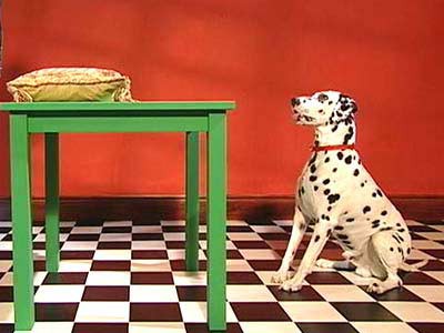 A pillow placed on a table just above the eye level of a dog