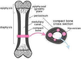 Diagram of a human bone