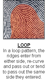 Photo of a fingerprint that shows long and narrow ridges in the shape of loops
