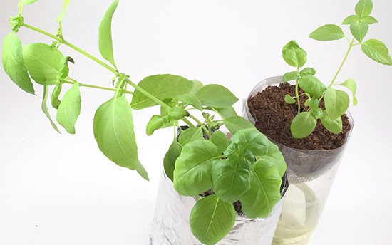 Plants grow from two homemade hydroponics containers
