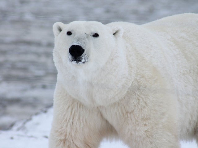 polar bear