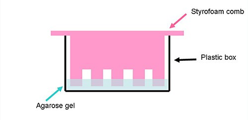 Diagram of a comb scraping trenches in a layer of gel that sits in the bottom of a plastic box