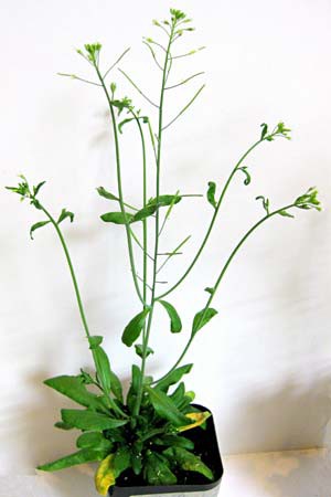 A budding Arabidopsis thaliana plant in a pot