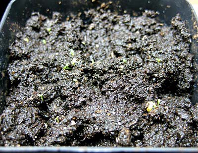 Close up image of seeds germinating in a pot of soil