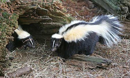 Photo of a striped skunk