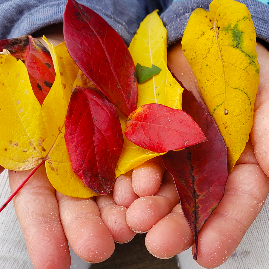Child holding colorful leaves in hands