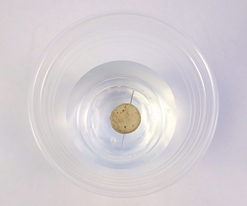Picture of a cork and needle floating in a cup of water