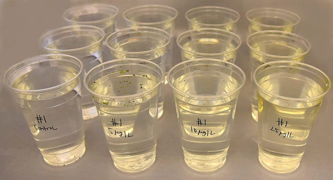 Twelve cups in three rows of four contain varying concentrations of a yellow colored solution