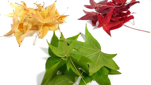 Piles of green, yellow, and red leaves rest on a cutting board
