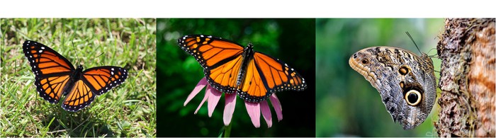 Examples of a Viceroy butterfly that mimics the Monarch butterfly an an owl butterfly that use mimicry to look like an owl's eyes