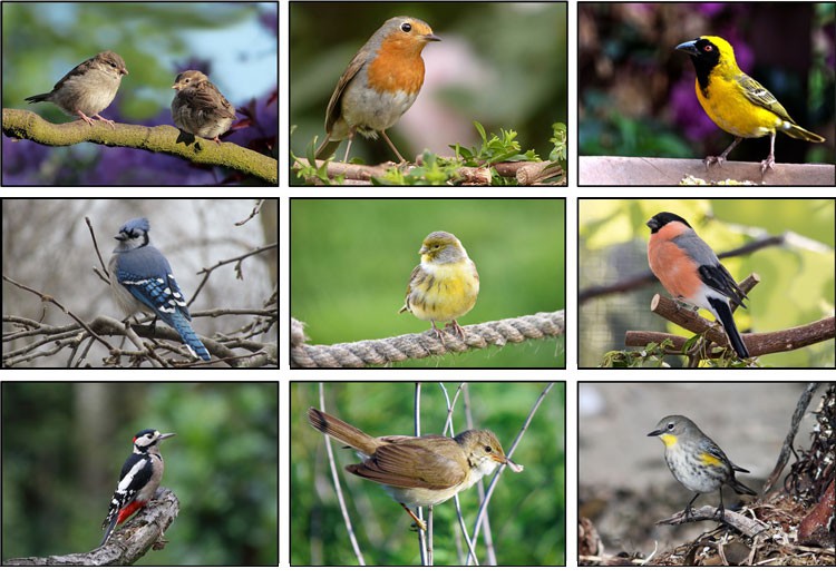 Photo collage of nine different types of birds