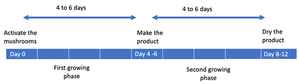 Sample timeline labeling the day you activate the mushroom as day 0. Days 4 through 6 are labeled  'Make the product,' and days 8  through 10 are labeled  'Dry the product.' The period between activation and making is labeled  'first growing phase,'  and the period between making and drying the product is labeled  'Second growing phase.' 