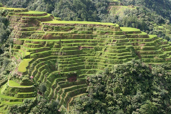 Picture of Banaue Rice Terraces