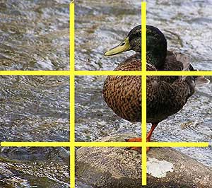 Photo of a duck overlaid with four yellow lines that form an evenly spaced grid