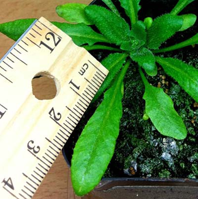 A ruler measures the length of a plants leaf