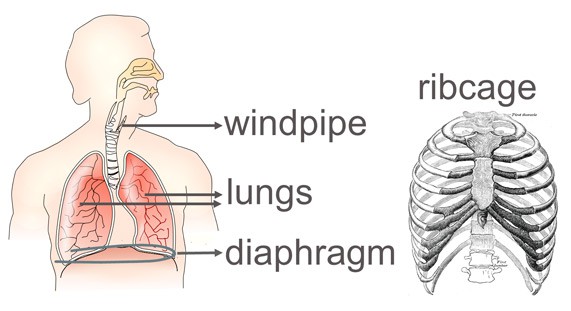 Drawing shows the windpipe, lungs, diaphragm and ribcage inside a human body