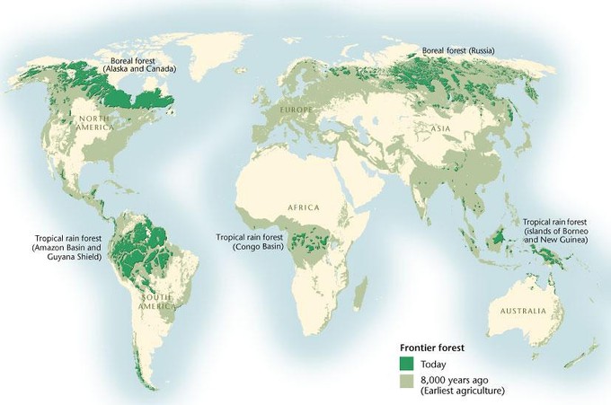 World map showing loss of primary forests. Current forest areas are shaded dark green. Forest area 8,000 years ago are shaded light green.