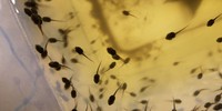 The right bacterial mix could help frogs take the heat