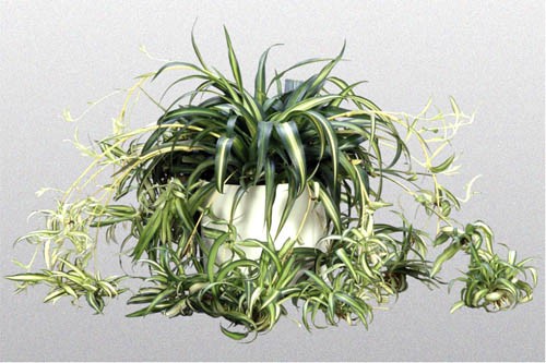 A spider plant