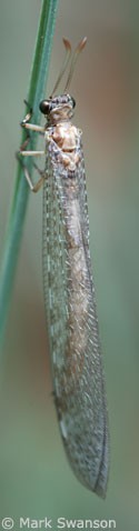Photo of an antlion adult hanging onto a plant stalk